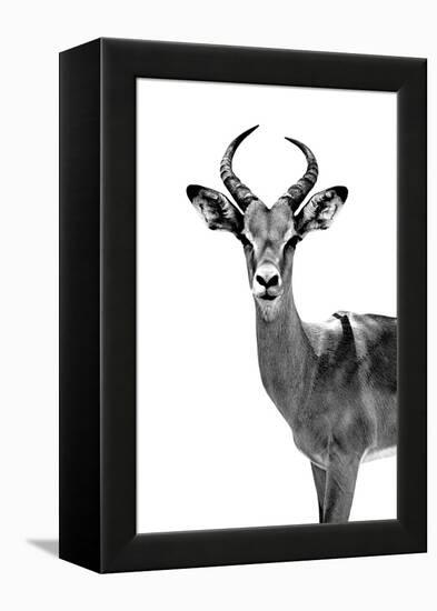 Safari Profile Collection - Antelope White Edition-Philippe Hugonnard-Framed Premier Image Canvas