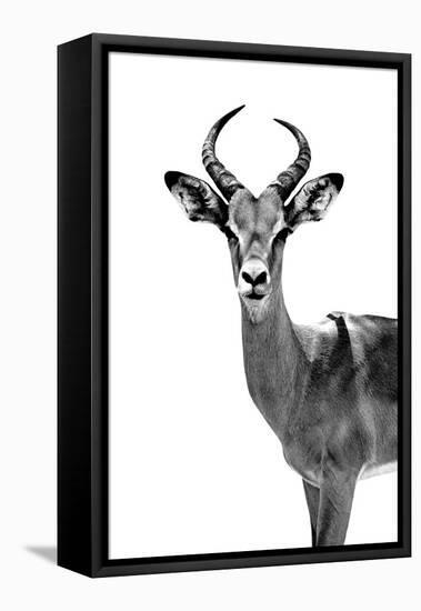 Safari Profile Collection - Antelope White Edition-Philippe Hugonnard-Framed Premier Image Canvas