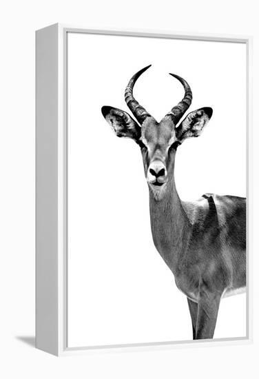 Safari Profile Collection - Antelope White Edition-Philippe Hugonnard-Framed Premier Image Canvas