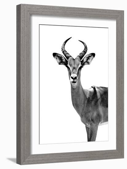 Safari Profile Collection - Antelope White Edition-Philippe Hugonnard-Framed Photographic Print