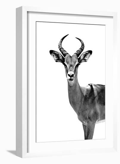 Safari Profile Collection - Antelope White Edition-Philippe Hugonnard-Framed Photographic Print