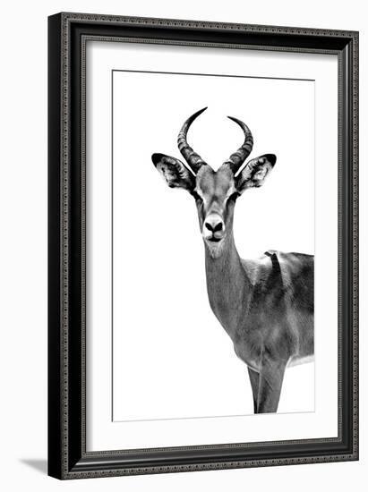 Safari Profile Collection - Antelope White Edition-Philippe Hugonnard-Framed Photographic Print