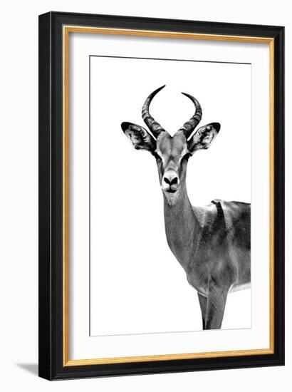 Safari Profile Collection - Antelope White Edition-Philippe Hugonnard-Framed Photographic Print