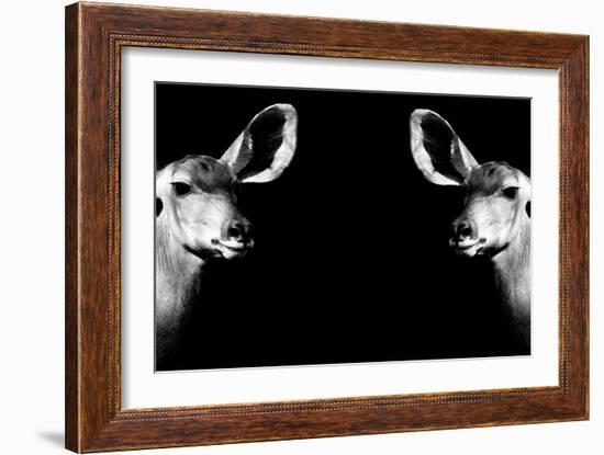 Safari Profile Collection - Antelopes Impalas Face to Face Black Edition II-Philippe Hugonnard-Framed Photographic Print