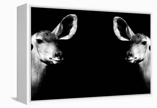 Safari Profile Collection - Antelopes Impalas Face to Face Black Edition II-Philippe Hugonnard-Framed Premier Image Canvas