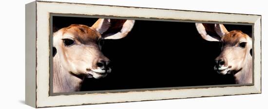 Safari Profile Collection - Antelopes Impalas Face to Face Black Edition III-Philippe Hugonnard-Framed Premier Image Canvas