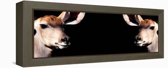 Safari Profile Collection - Antelopes Impalas Face to Face Black Edition III-Philippe Hugonnard-Framed Premier Image Canvas