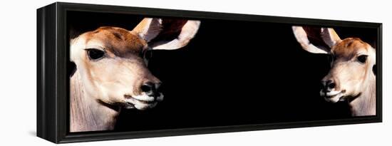 Safari Profile Collection - Antelopes Impalas Face to Face Black Edition III-Philippe Hugonnard-Framed Premier Image Canvas