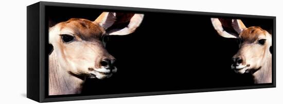 Safari Profile Collection - Antelopes Impalas Face to Face Black Edition III-Philippe Hugonnard-Framed Premier Image Canvas