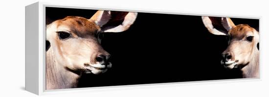 Safari Profile Collection - Antelopes Impalas Face to Face Black Edition III-Philippe Hugonnard-Framed Premier Image Canvas