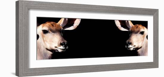 Safari Profile Collection - Antelopes Impalas Face to Face Black Edition III-Philippe Hugonnard-Framed Photographic Print