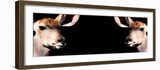 Safari Profile Collection - Antelopes Impalas Face to Face Black Edition III-Philippe Hugonnard-Framed Photographic Print