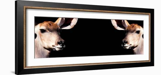 Safari Profile Collection - Antelopes Impalas Face to Face Black Edition III-Philippe Hugonnard-Framed Photographic Print