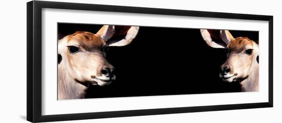 Safari Profile Collection - Antelopes Impalas Face to Face Black Edition III-Philippe Hugonnard-Framed Photographic Print