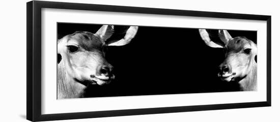 Safari Profile Collection - Antelopes Impalas Face to Face Black Edition IV-Philippe Hugonnard-Framed Photographic Print