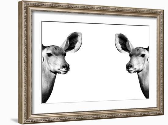 Safari Profile Collection - Antelopes Impalas Face to Face White Edition II-Philippe Hugonnard-Framed Photographic Print