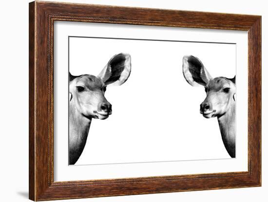 Safari Profile Collection - Antelopes Impalas Face to Face White Edition II-Philippe Hugonnard-Framed Photographic Print