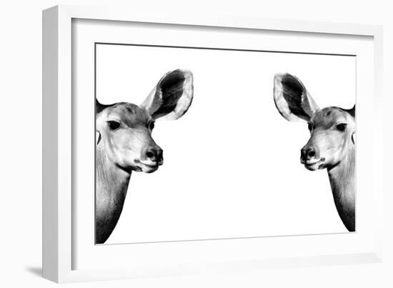 Safari Profile Collection - Antelopes Impalas Face to Face White Edition II-Philippe Hugonnard-Framed Photographic Print