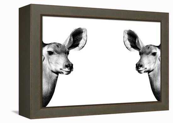 Safari Profile Collection - Antelopes Impalas Face to Face White Edition II-Philippe Hugonnard-Framed Premier Image Canvas