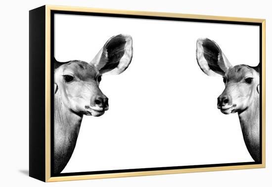 Safari Profile Collection - Antelopes Impalas Face to Face White Edition II-Philippe Hugonnard-Framed Premier Image Canvas