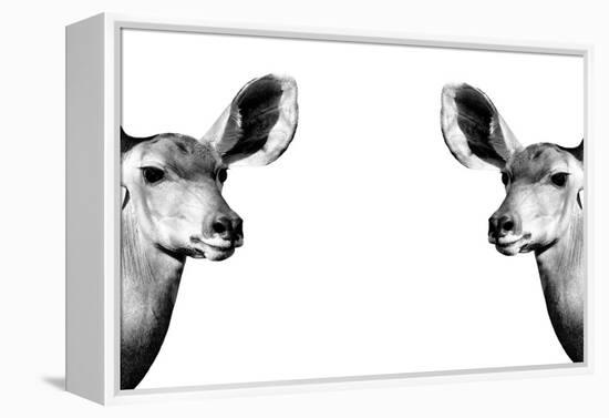 Safari Profile Collection - Antelopes Impalas Face to Face White Edition II-Philippe Hugonnard-Framed Premier Image Canvas