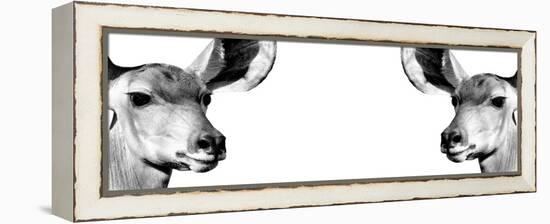 Safari Profile Collection - Antelopes Impalas Face to Face White Edition IV-Philippe Hugonnard-Framed Premier Image Canvas