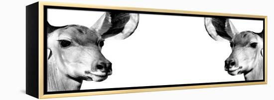 Safari Profile Collection - Antelopes Impalas Face to Face White Edition IV-Philippe Hugonnard-Framed Premier Image Canvas