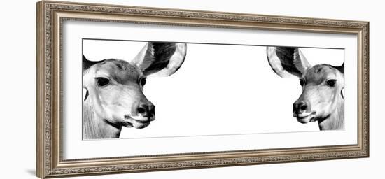 Safari Profile Collection - Antelopes Impalas Face to Face White Edition IV-Philippe Hugonnard-Framed Photographic Print