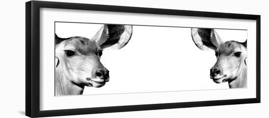 Safari Profile Collection - Antelopes Impalas Face to Face White Edition IV-Philippe Hugonnard-Framed Photographic Print
