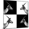 Safari Profile Collection - Antelopes Impalas II-Philippe Hugonnard-Mounted Photographic Print