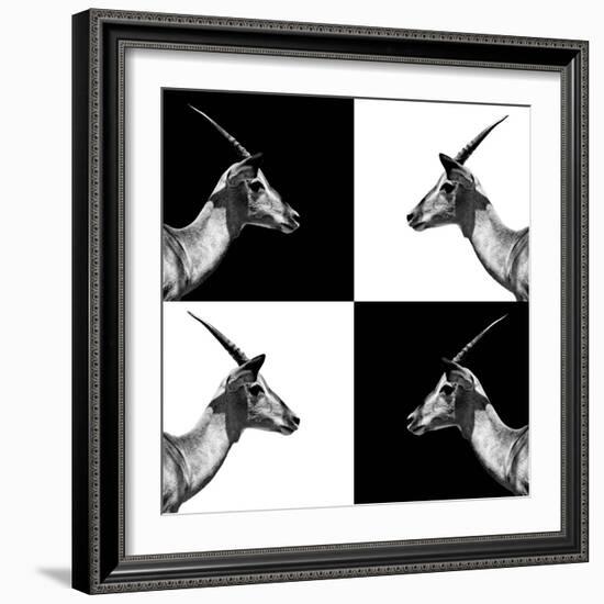 Safari Profile Collection - Antelopes Impalas II-Philippe Hugonnard-Framed Photographic Print