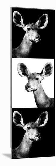 Safari Profile Collection - Antelopes Impalas Portraits III-Philippe Hugonnard-Mounted Photographic Print