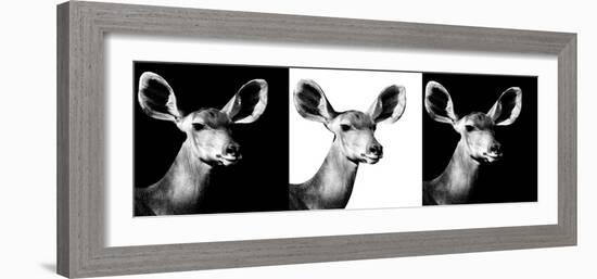 Safari Profile Collection - Antelopes Impalas Portraits IV-Philippe Hugonnard-Framed Photographic Print