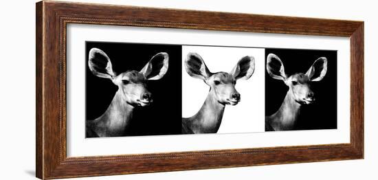 Safari Profile Collection - Antelopes Impalas Portraits IV-Philippe Hugonnard-Framed Photographic Print