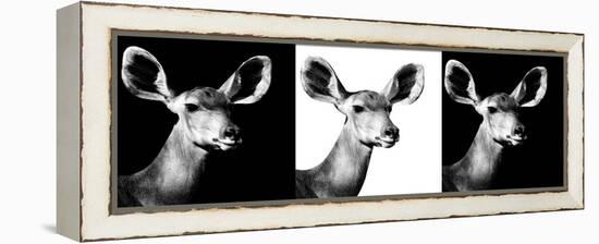 Safari Profile Collection - Antelopes Impalas Portraits IV-Philippe Hugonnard-Framed Premier Image Canvas