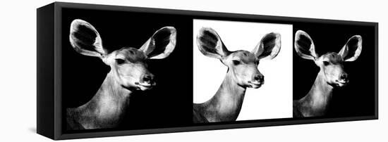 Safari Profile Collection - Antelopes Impalas Portraits IV-Philippe Hugonnard-Framed Premier Image Canvas