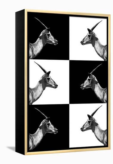 Safari Profile Collection - Antelopes Impalas-Philippe Hugonnard-Framed Premier Image Canvas