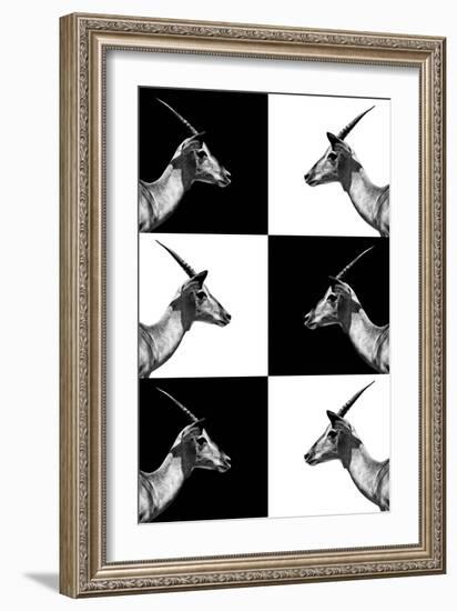 Safari Profile Collection - Antelopes Impalas-Philippe Hugonnard-Framed Photographic Print