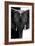 Safari Profile Collection - Elephant B&W III-Philippe Hugonnard-Framed Photographic Print