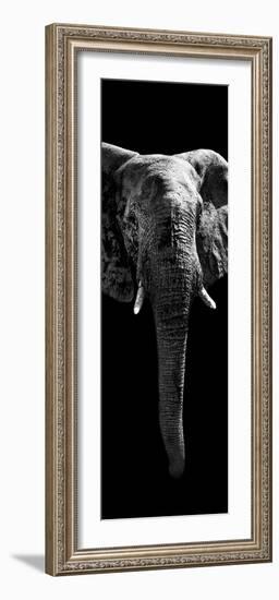 Safari Profile Collection - Elephant Black Edition II-Philippe Hugonnard-Framed Photographic Print