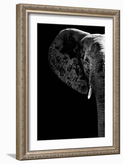 Safari Profile Collection - Elephant Black Edition III-Philippe Hugonnard-Framed Photographic Print