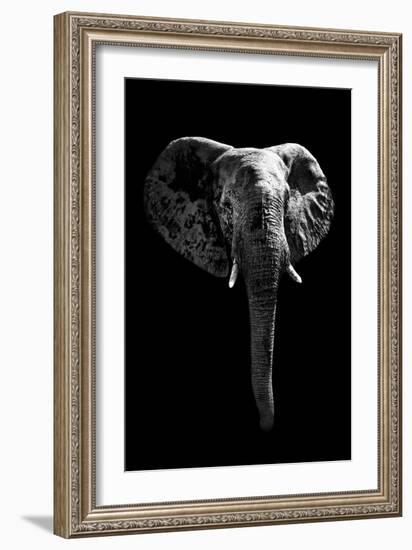 Safari Profile Collection - Elephant Black Edition-Philippe Hugonnard-Framed Photographic Print