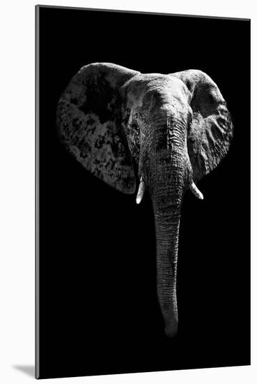 Safari Profile Collection - Elephant Black Edition-Philippe Hugonnard-Mounted Photographic Print
