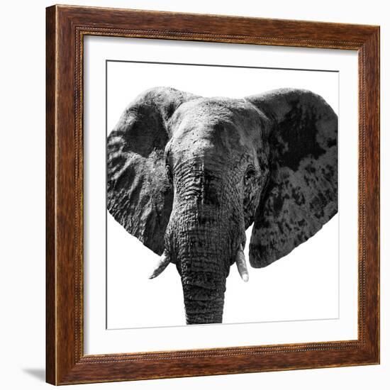 Safari Profile Collection - Elephant Portrait White Edition IV-Philippe Hugonnard-Framed Photographic Print