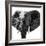 Safari Profile Collection - Elephant Portrait White Edition IV-Philippe Hugonnard-Framed Photographic Print