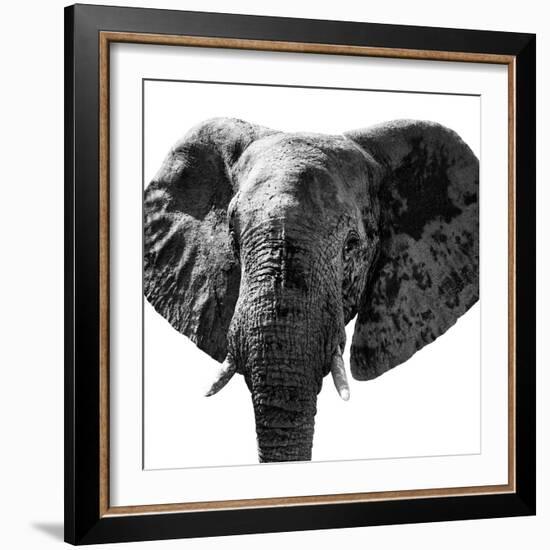 Safari Profile Collection - Elephant Portrait White Edition IV-Philippe Hugonnard-Framed Photographic Print