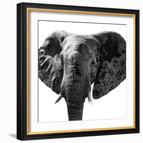 Safari Profile Collection - Elephant Portrait White Edition IV-Philippe Hugonnard-Framed Photographic Print