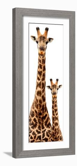 Safari Profile Collection - Giraffe and Baby White Edition III-Philippe Hugonnard-Framed Photographic Print