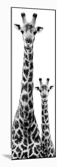 Safari Profile Collection - Giraffe and Baby White Edition IV-Philippe Hugonnard-Mounted Photographic Print