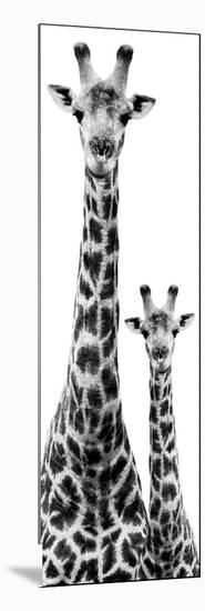 Safari Profile Collection - Giraffe and Baby White Edition IV-Philippe Hugonnard-Mounted Photographic Print